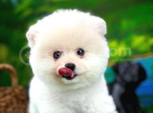 Ayı Surat Teddyface Pomeranian Boo Oğlumuz Puty / Yavrupartiler görsel