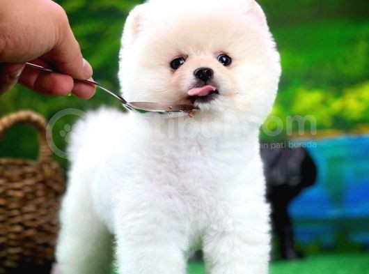 Ayı Surat Teddyface Pomeranian Boo Oğlumuz Puty / Yavrupartiler görsel