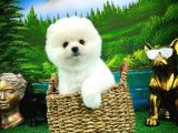 Ayı Surat Teddyface Pomeranian Boo Oğlumuz Puty / Yavrupartiler