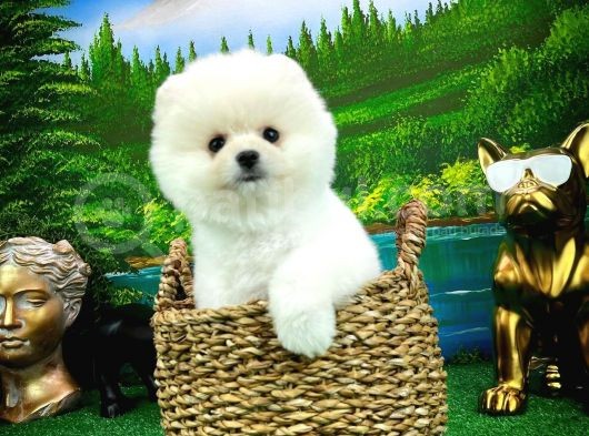 Ayı Surat Teddyface Pomeranian Boo Oğlumuz Puty / Yavrupartiler görsel