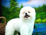 Ayı Surat Teddyface Pomeranian Boo Oğlumuz Puty / Yavrupartiler