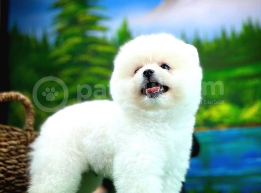 Ayı Surat Teddyface Pomeranian Boo Oğlumuz Puty / Yavrupartiler görsel