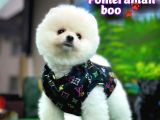 Ayı Surat Teddyface Pomeranian Boo Oğlumuz Puty / Yavrupartiler