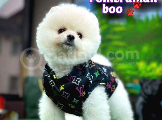 Ayı Surat Teddyface Pomeranian Boo Oğlumuz Puty / Yavrupartiler görsel