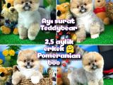 Ayı Surat Teddyface Pomeranian Boo Oğlumuz Micho