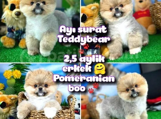 Ayı Surat Teddyface Pomeranian Boo Oğlumuz Micho