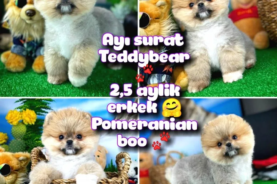 Ayı surat Teddyface Pomeranian Boo Oğlumuz Micho