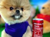 Ayı Surat Teddyface Pomeranian Boo Oğlumuz Micho