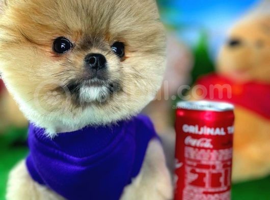 Ayı Surat Teddyface Pomeranian Boo Oğlumuz Micho görsel