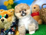 Ayı Surat Teddyface Pomeranian Boo Oğlumuz Micho