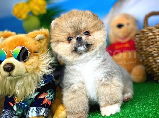 Ayı Surat Teddyface Pomeranian Boo Oğlumuz Micho görsel