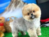 Ayı Surat Teddyface Pomeranian Boo Oğlumuz Micho