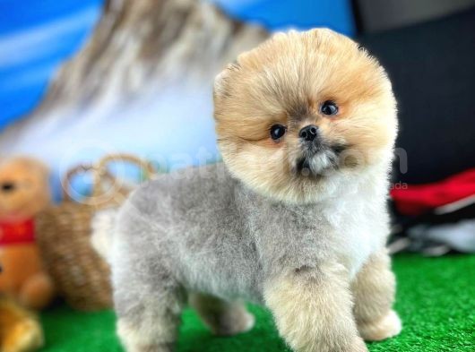 Ayı Surat Teddyface Pomeranian Boo Oğlumuz Micho görsel
