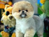 Ayı Surat Teddyface Pomeranian Boo Oğlumuz Micho