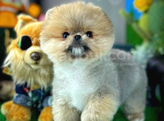 Ayı Surat Teddyface Pomeranian Boo Oğlumuz Micho görsel