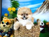 Ayı Surat Teddyface Pomeranian Boo Oğlumuz Micho