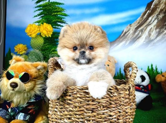 Ayı Surat Teddyface Pomeranian Boo Oğlumuz Micho görsel