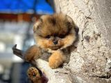 Ayı Surat Teddyface Pomeranian Boo Oğlumuz Buggy / Yavrupartiler