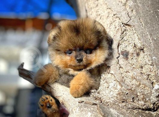 Ayı Surat Teddyface Pomeranian Boo Oğlumuz Buggy / Yavrupartiler görsel