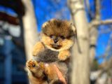 Ayı Surat Teddyface Pomeranian Boo Oğlumuz Buggy / Yavrupartiler