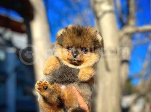 Ayı Surat Teddyface Pomeranian Boo Oğlumuz Buggy / Yavrupartiler görsel