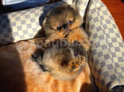 Ayı Surat Teddyface Pomeranian Boo Oğlumuz Buggy / Yavrupartiler görsel