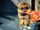 Ayı Surat Teddyface Pomeranian Boo Oğlumuz Buggy / Yavrupartiler