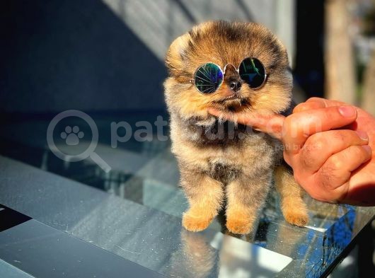Ayı Surat Teddyface Pomeranian Boo Oğlumuz Buggy / Yavrupartiler görsel