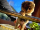 Ayı Surat Teddyface Pomeranian Boo Oğlumuz Buggy / Yavrupartiler