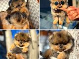 Ayı Surat Teddyface Pomeranian Boo Oğlumuz Buggy / Yavrupartiler