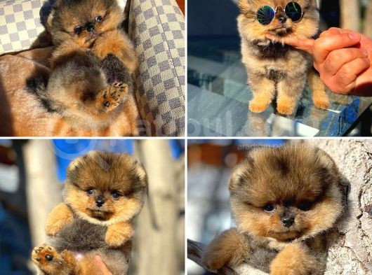 Ayı Surat Teddyface Pomeranian Boo Oğlumuz Buggy / Yavrupartiler görsel