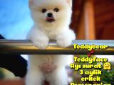Ayı Surat Safkan Pomeranian Boo Oğlumuz Topi̇to