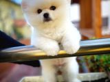 Ayı Surat Safkan Pomeranian Boo Oğlumuz Topi̇to