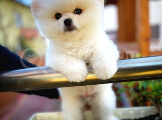 Ayı Surat Safkan Pomeranian Boo Oğlumuz Topi̇to görsel
