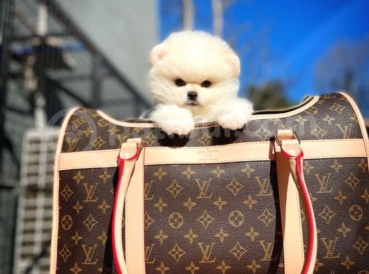 Ayı Surat Safkan Pomeranian Boo Oğlumuz Topi̇to görsel
