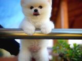 Ayı Surat Safkan Pomeranian Boo Oğlumuz Topi̇to