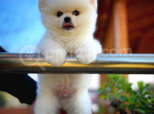 Ayı Surat Safkan Pomeranian Boo Oğlumuz Topi̇to görsel