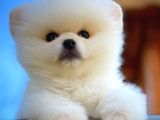 Ayı Surat Safkan Pomeranian Boo Oğlumuz Topi̇to