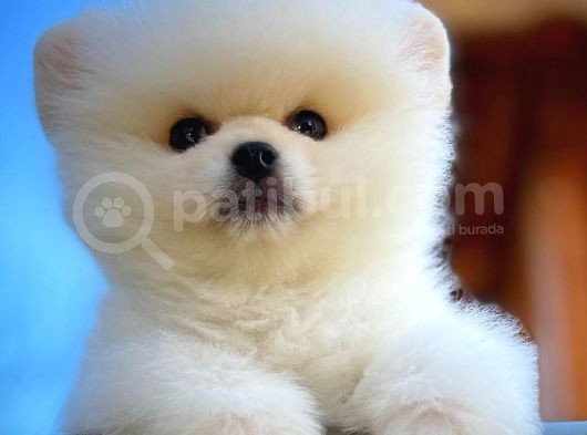 Ayı Surat Safkan Pomeranian Boo Oğlumuz Topi̇to görsel