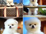 Ayı Surat Safkan Pomeranian Boo Oğlumuz Topi̇to
