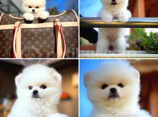Ayı Surat Safkan Pomeranian Boo Oğlumuz Topi̇to görsel