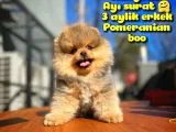 Teddybear Ayı Surat Pomeranian Boo Oğlumuz TOMBİ