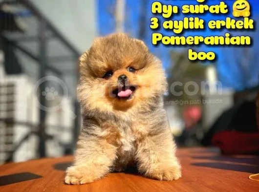 Teddybear Ayı Surat Pomeranian Boo Oğlumuz Tombi̇