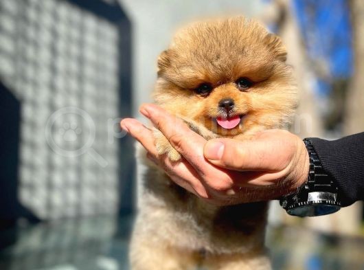 Teddybear Ayı Surat Pomeranian Boo Oğlumuz Tombi̇ görsel
