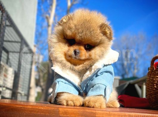 Teddybear Ayı Surat Pomeranian Boo Oğlumuz Tombi̇ görsel