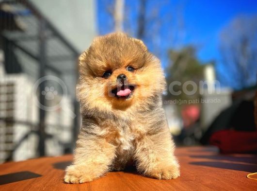 Teddybear Ayı Surat Pomeranian Boo Oğlumuz Tombi̇ görsel