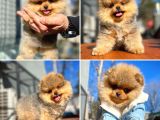 Teddybear Ayı Surat Pomeranian Boo Oğlumuz Tombi̇
