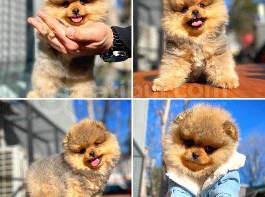 Teddybear Ayı Surat Pomeranian Boo Oğlumuz Tombi̇ görsel