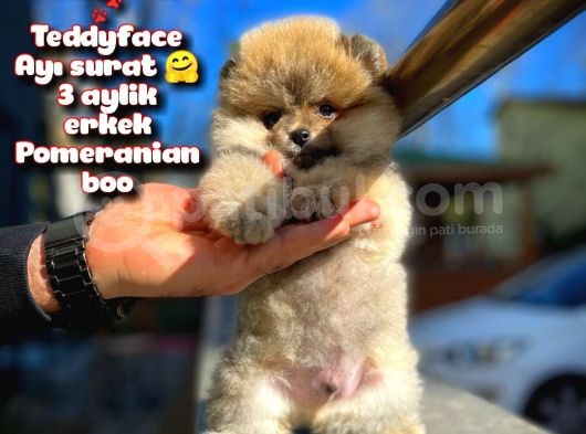 Ayı Surat Teddybear / Pomeranian Boo Oğlumuz Podo / Yavrupatiler görsel