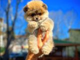Ayı Surat Teddybear / Pomeranian Boo Oğlumuz Podo / Yavrupatiler